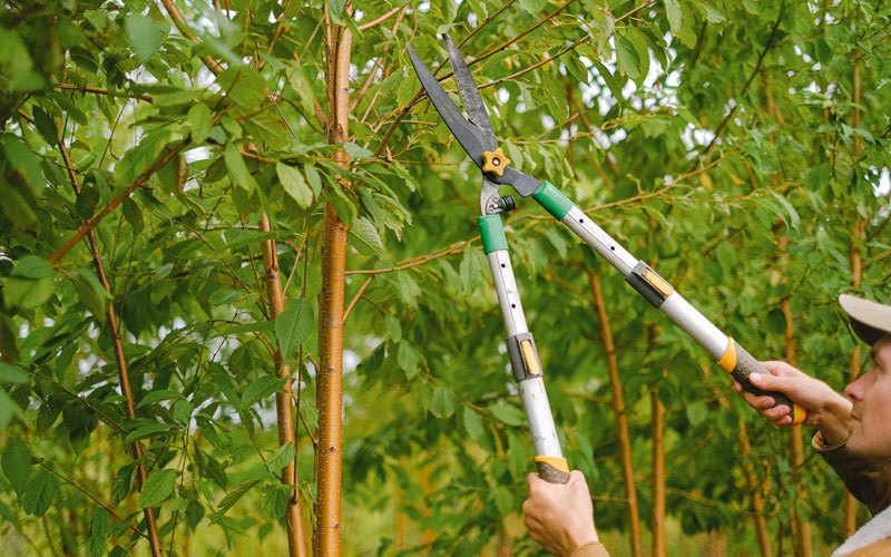 Tree trimming in Coleridge, NE